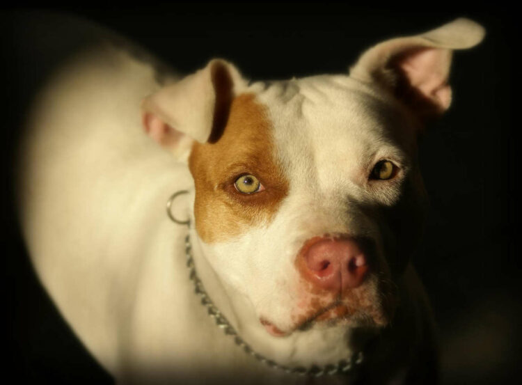 Bimba morta sbranata da un pitbull in casa