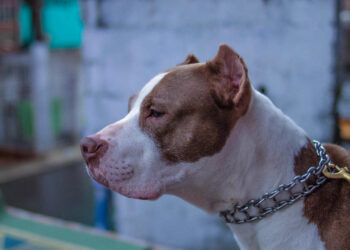 Pitbull azzanna bimba di un anno, la madre lo uccide a coltellate: il cane non voleva lasciarla