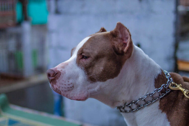 Pitbull azzanna bimba di un anno, la madre lo uccide a coltellate: il cane non voleva lasciarla