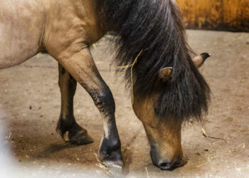 Proposta al Comune di Acate: una statua al pony ucciso