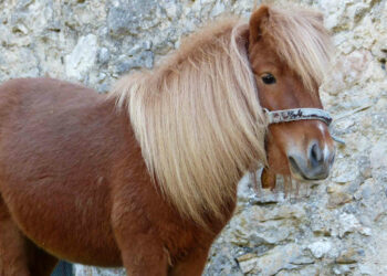 Ragusa, ha massacrato il pony trascinandolo per strada. Aidaa in Procura