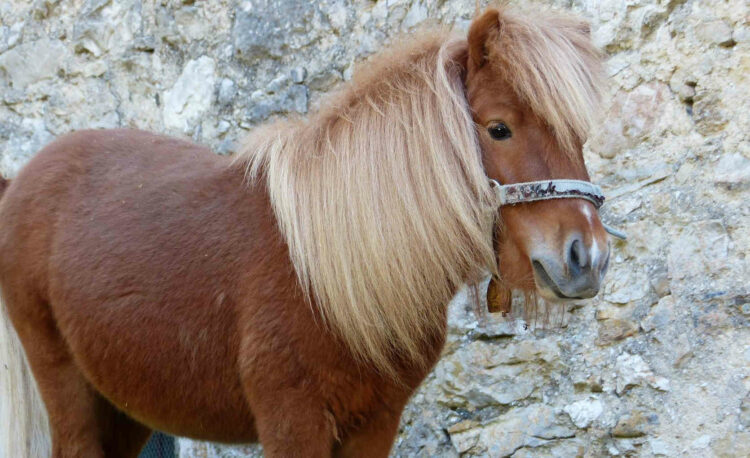 Ragusa, ha massacrato il pony trascinandolo per strada. Aidaa in Procura