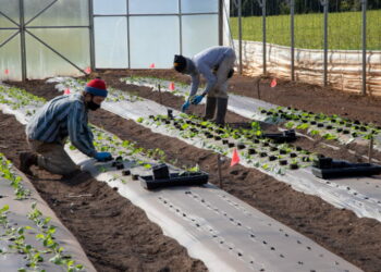 Ragusa, rinnovato il contratto degli operai agricoli e florovivaisti
