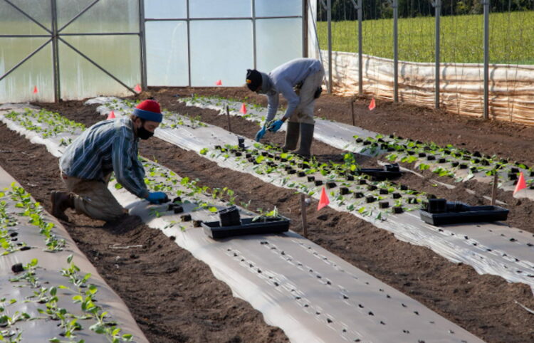 Ragusa, rinnovato il contratto degli operai agricoli e florovivaisti