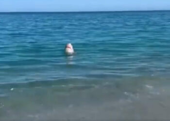 Squalo a pochi metri dalla riva a Badolato VIDEO