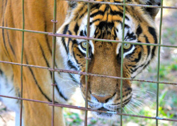Tigre fugge da gabbia di un circo a Pozzallo e uccide pony, catturata