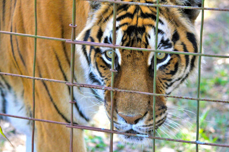 Tigre fugge da gabbia di un circo a Pozzallo e uccide pony, catturata