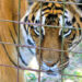 Tigre fugge da gabbia di un circo a Pozzallo e uccide pony, catturata