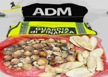 Turisti con quasi 600 conchiglie in valigia: multati