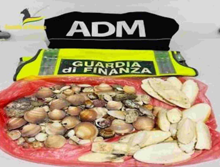 Turisti con quasi 600 conchiglie in valigia: multati
