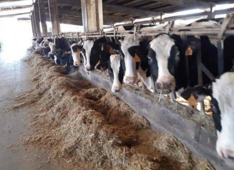 Allevatori della provincia di Ragusa in ginocchio