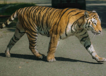 Una tigre scappa dal circo Orfei a Pozzallo