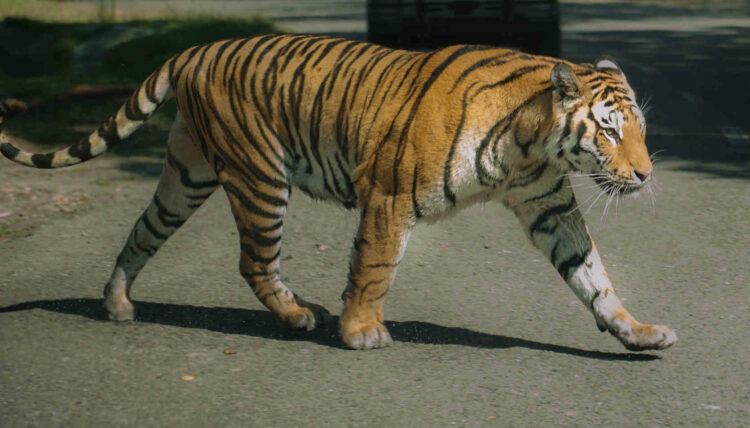 Una tigre scappa dal circo Orfei a Pozzallo