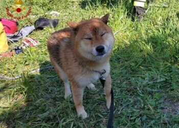 Cane cade in pozzo di 15 metri: salvato da vigili fuoco