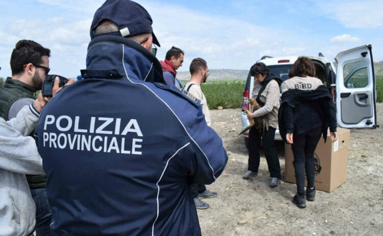 Giovane femmina di aquila di Bonelli salvata nel territorio di Scicli FOTO