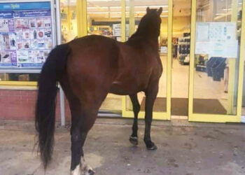 Un cavallo entra all'Eurospin VIDEO