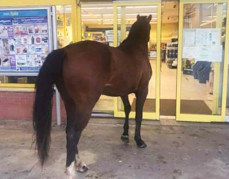 Un cavallo entra all'Eurospin VIDEO