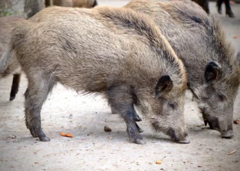 Roma, una zona rossa per i cinghiali: reti per contenerli