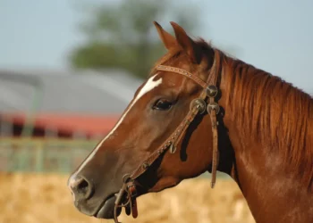 Aidaa: ritirato il cavallo come premio lotteria ad Acate