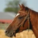 Aidaa: ritirato il cavallo come premio lotteria ad Acate