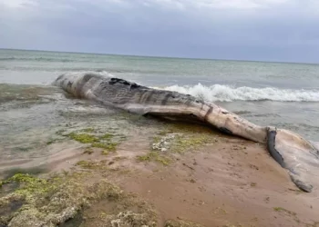 Capodoglio spiaggiato a Scoglitti, comincia recupero carcassa