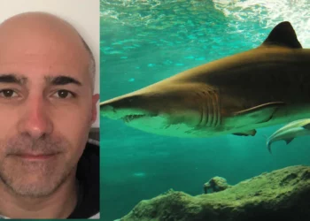 Castellaneta, squalo toro di oltre 3 metri attacca un kayak: ha tentato più volte di farmi cadere