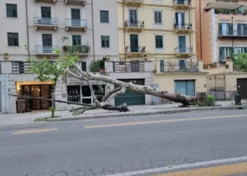 Danni per maltempo a Palermo: albero spezzato in via Libertà