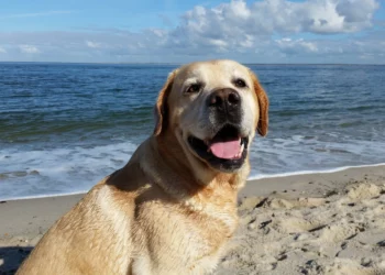 Estate 2022, attivo il telefono Aidaa per cani in spiaggia