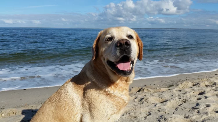 Estate 2022, attivo il telefono Aidaa per cani in spiaggia