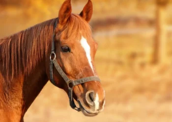 Follia ad Acate, Aidaa: primo premio della lotteria parrocchiale un cavallo vivo, indignazione e vergogna