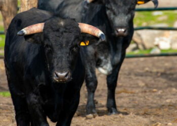 Incornato da toro nella stalla, 50enne ferito nel Reggiano