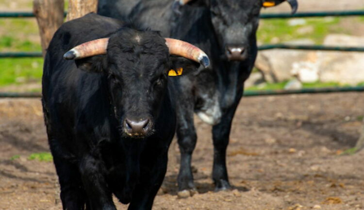 Incornato da toro nella stalla, 50enne ferito nel Reggiano