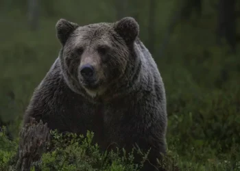 Orso sbrana 15 pecore in Tirolo, lupi a Obereggen