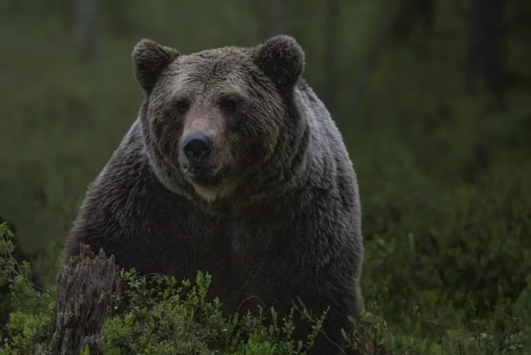 Orso sbrana 15 pecore in Tirolo, lupi a Obereggen