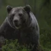 Orso sbrana 15 pecore in Tirolo, lupi a Obereggen