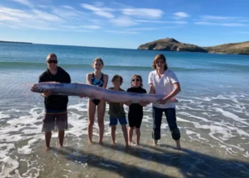 Raro pesce trovato in Nuova Zelanda VIDEO