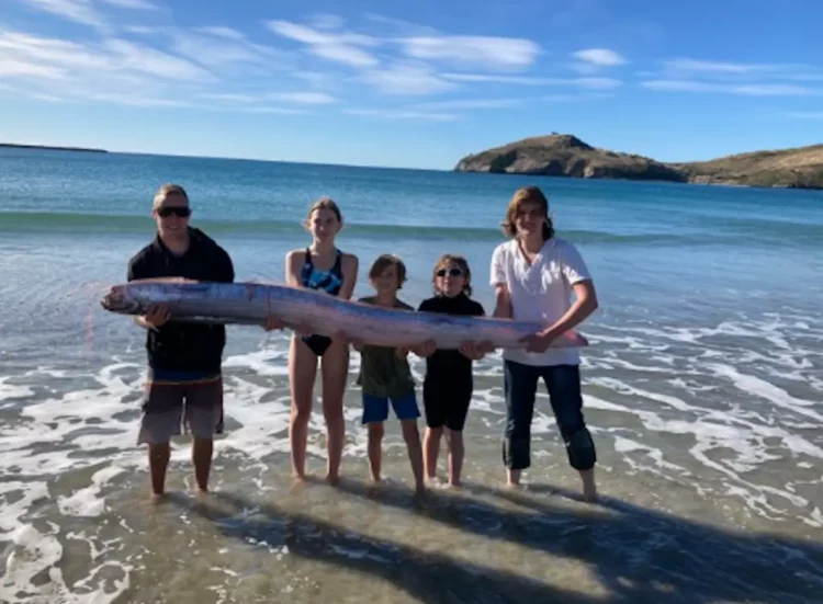 Raro pesce trovato in Nuova Zelanda VIDEO