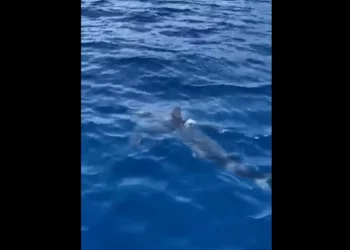 Squalo bianco di 5 metri nella Stretto di Messina VIDEO