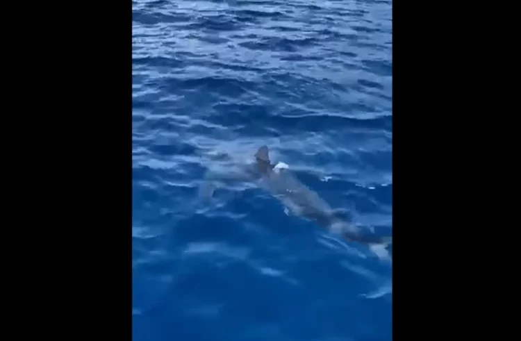 Squalo bianco di 5 metri nella Stretto di Messina VIDEO