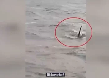 Un'orca nella Senna, droni per spingerla in mare VIDEO