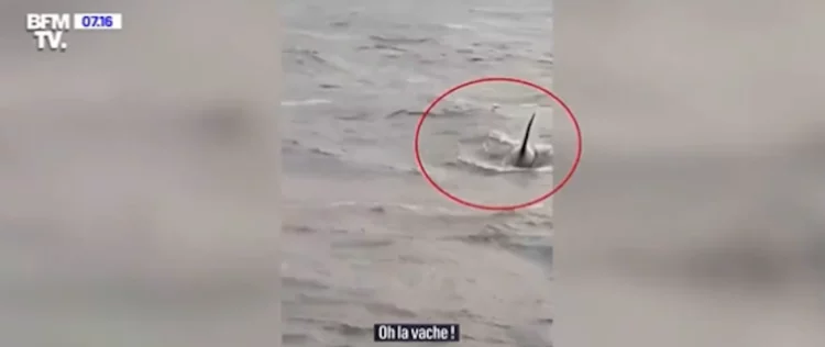 Un'orca nella Senna, droni per spingerla in mare VIDEO