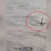 Un'orca nella Senna, droni per spingerla in mare VIDEO