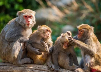 Vaiolo delle scimmie, Oms: ipotesi nuova emergenza sanitaria nel mondo