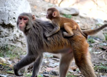 Vaiolo delle scimmie, scatta l'allarme in Europa e Stati Uniti: sintomi e come si manifesta negli uomini. La malattia da uomo a uomo