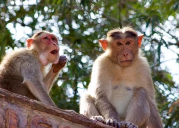 Vaiolo delle scimmie: sintomi, isolamento e quarantena