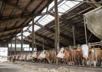 Ragusa, comparto zootecnico tra alti e bassi: serve impegno condiviso