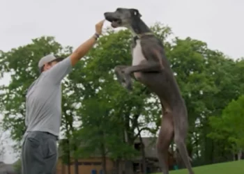 Zeus il cane vivente più alto al mondo VIDEO