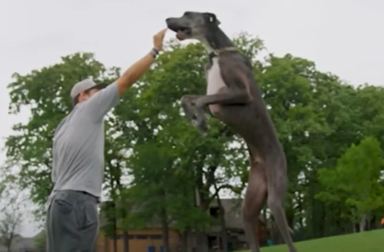 Zeus il cane vivente più alto al mondo VIDEO