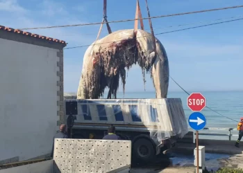 Rimossa la carcassa del capodoglio a Scoglitti