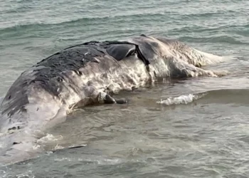 Rimozione cetaceo a Scoglitti, riunione a Ragusa FOTO